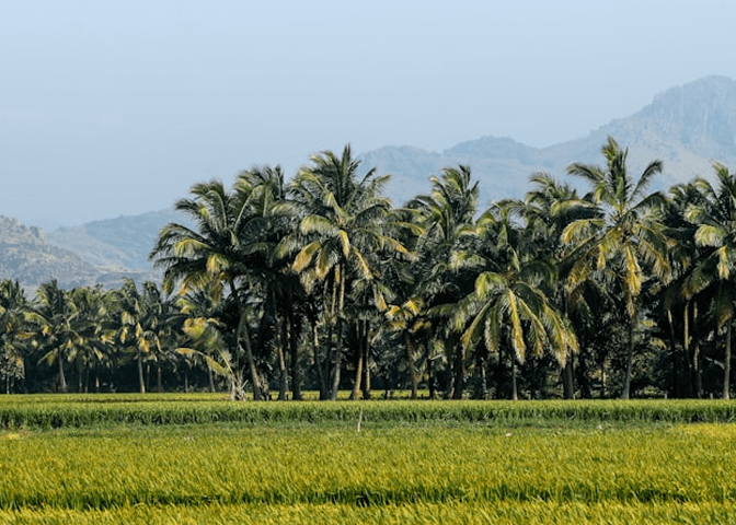 Davidsun Plantation